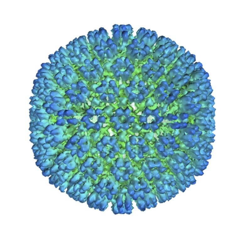EPSTEIN - BARR VIRUS - AP FILE.jpeg